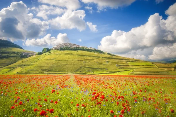 Musim panas di daerah indah dan berwarna-warni dari Castelluccio di — Stok Foto