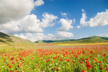 día de verano en la zona hermosa y colorida de castelluccio di