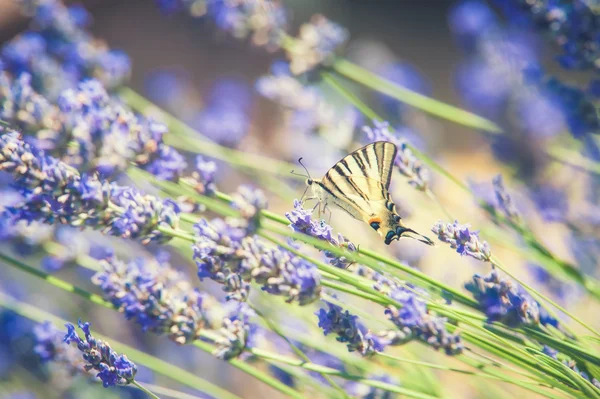 Красивая бабочка-ласточка пьет нектар из цветов — стоковое фото