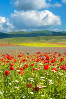 Beautiful full color spring flowers in Umbria, Italy clipart
