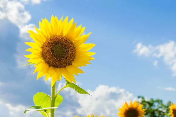 Yellow sunflowers on a blue sky background in Tuscany, Italy — Stock Photo, Image