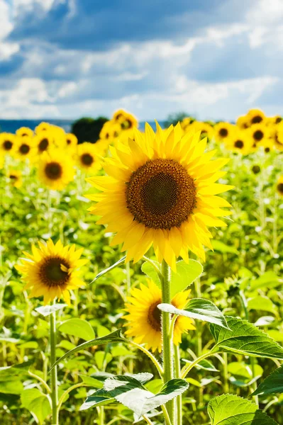 Tournesols jaunes sur fond bleu ciel en Toscane, Italie — Photo