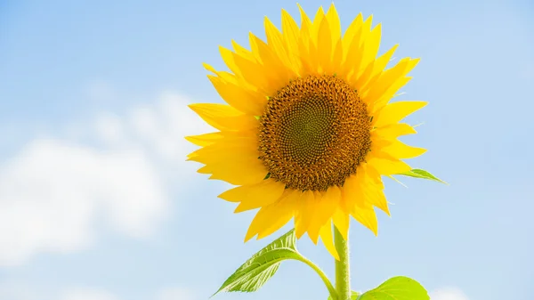 Tournesols jaunes sur fond bleu ciel en Toscane, Italie — Photo