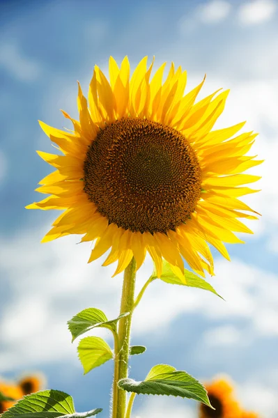 Yellow sunflowers on a blue sky background in Tuscany, Italy — Stock Photo, Image