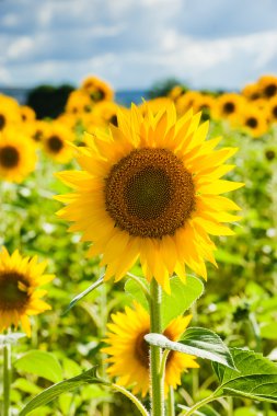 Sarı ayçiçeği mavi gökyüzü arka plan Toskana, İtalya