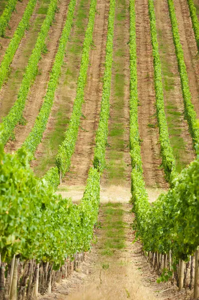 Prachtige wijngaarden in chianti, Italië — Stockfoto