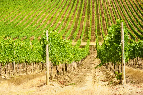 Beaux vignobles dans le Chianti, Italie — Photo