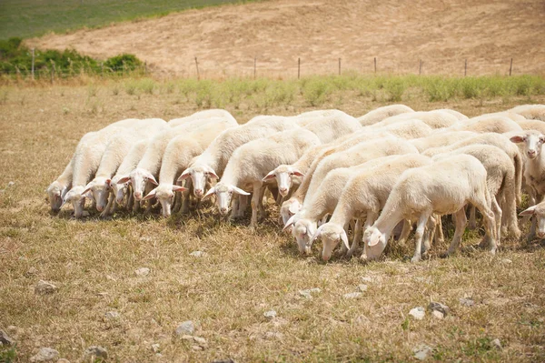 Schafe auf einem Feld fressen Gras an einem Sommertag in der Toskana — Stockfoto