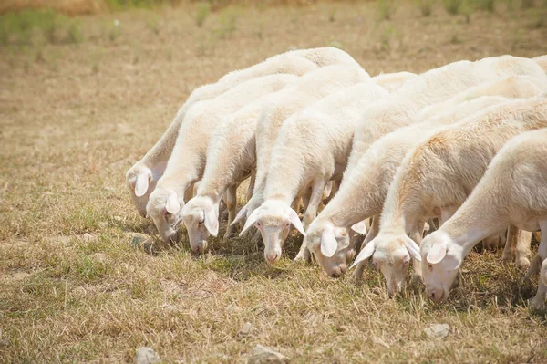 Sheep in a field eating grass on a summer day Tuscany — Stock Photo, Image