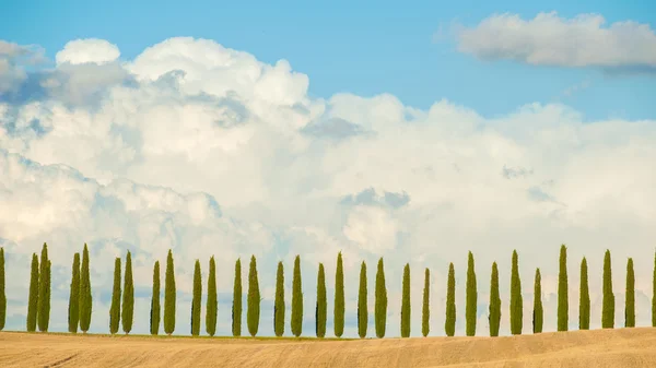 Filas de cipreses sobre fondo azul del cielo en Toscana, Italia —  Fotos de Stock