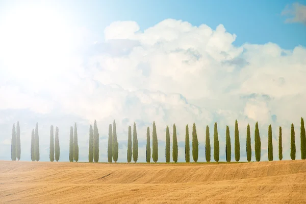 Filas de cipreses sobre fondo azul del cielo en Toscana, Italia —  Fotos de Stock