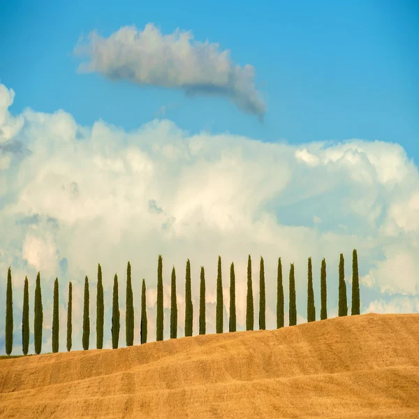 Filas de cipreses sobre fondo azul del cielo en Toscana, Italia —  Fotos de Stock