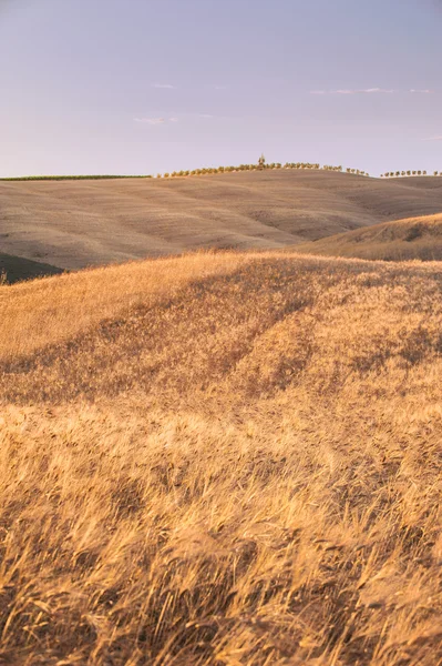 Emas lapangan saat matahari terbenam di Tuscany, Italia — Stok Foto