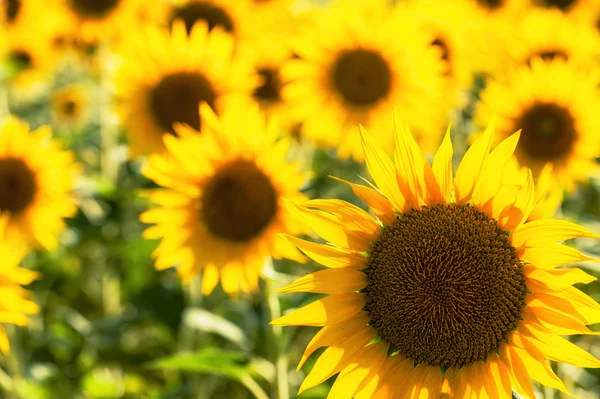 Gold solar field of sunflowers in Tuscany, Italy — Stock Photo, Image