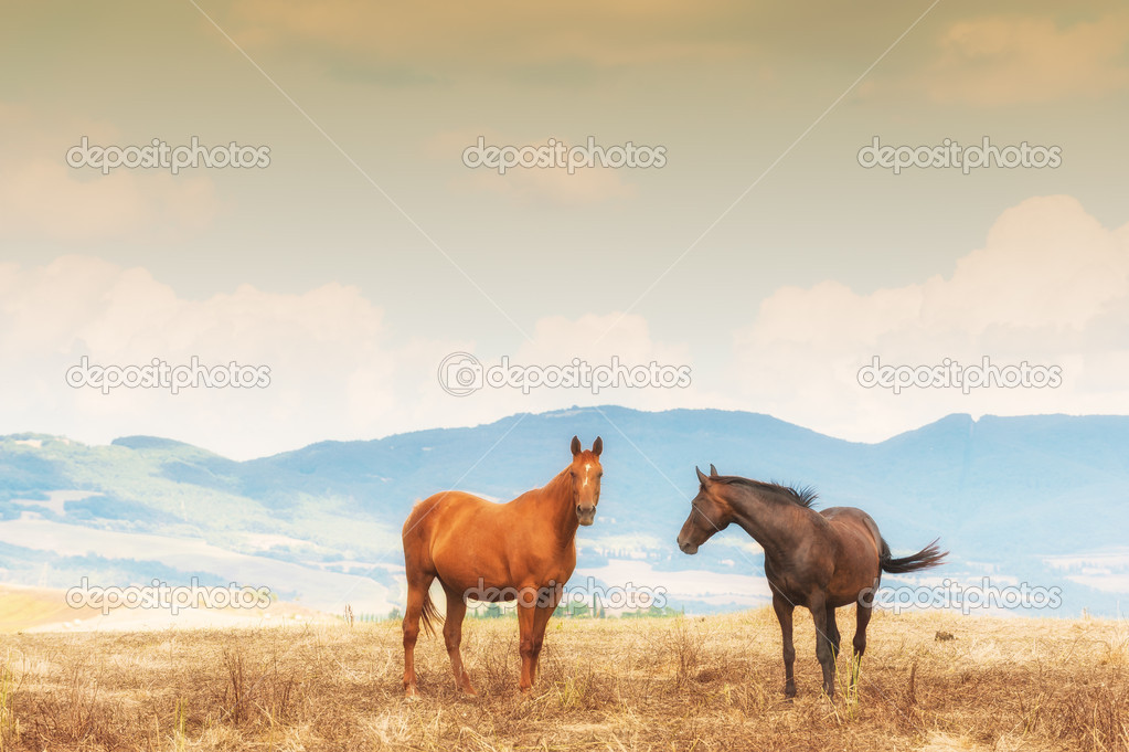 Horses grazing on the fields of Tuscan, Italy
