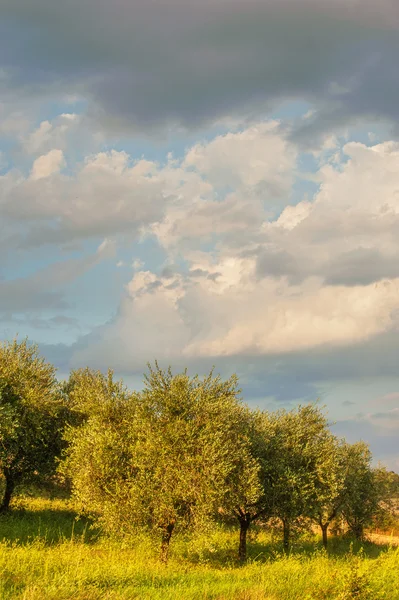 Olivos toscanos en el fondo del cielo nublado —  Fotos de Stock