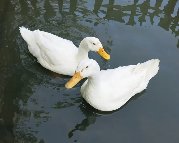 Couple romantic white ducks — Stock Photo, Image