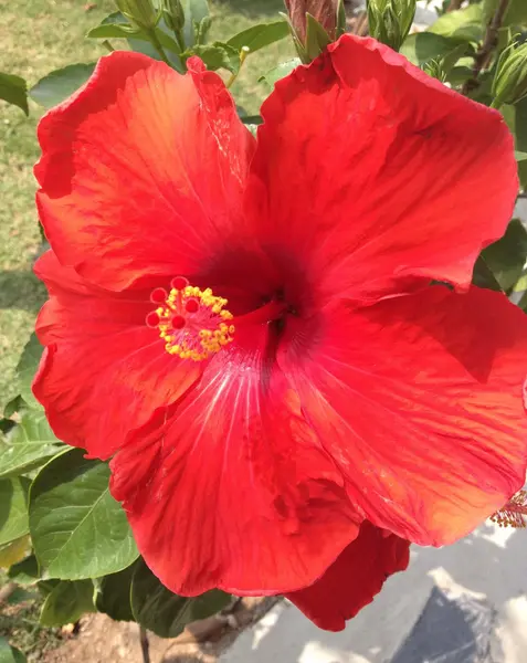 büyük kırmızı hibiscus çiçek