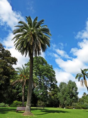yüksek ağaçları ve mavi gökyüzü ile Bahçe Manzaralı