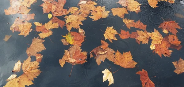 Kahverengi akçaağaç yaprakları Nehri üzerinde