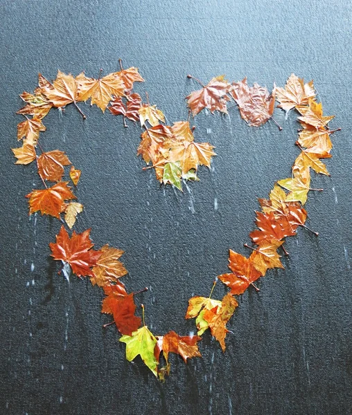 kalp şeklinde yaprakları ile siyah duvar kağıdı