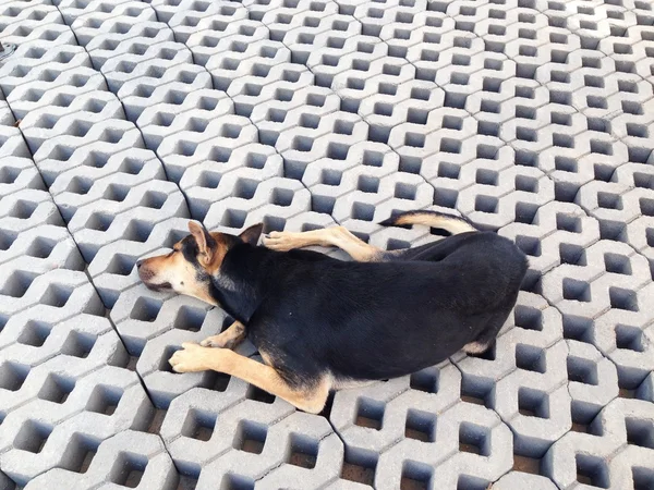 Siyah köpek yalan çimento tuğla zemin üzerine