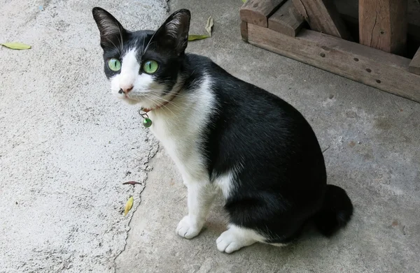 Dışarıda siyah beyaz bir kedi