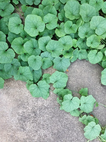 Yeşil yaprakları tırmanış çimento duvardaki