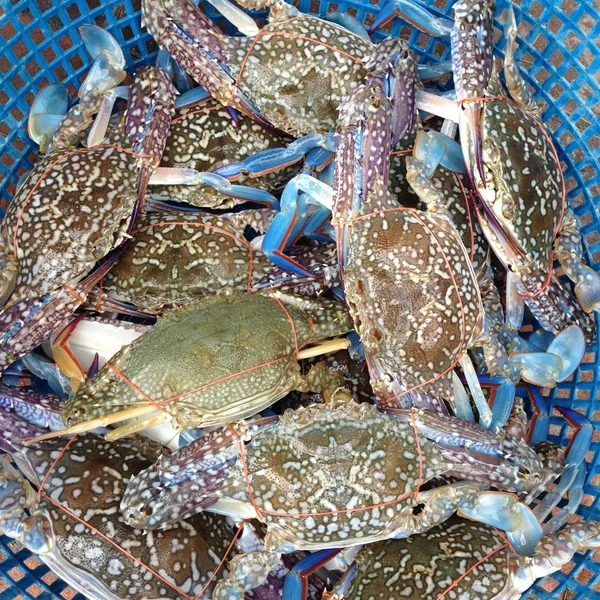 hayatta yengeçler mavi sepet