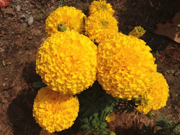 Grup sarı kadife çiçeği çiçek