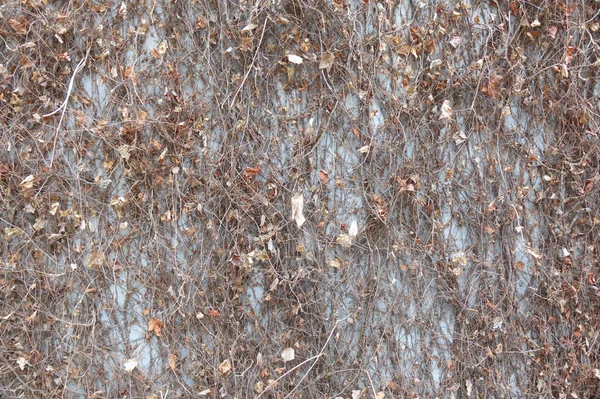 Duvar Akçaağaç Sonbahar yaprakları