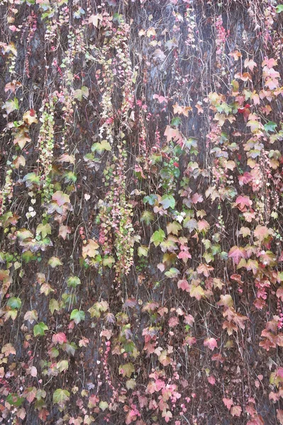 Duvar Akçaağaç Sonbahar yaprakları