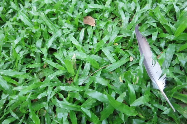 Yeşil çim arka plan gri-beyaz kuş tüyü ile