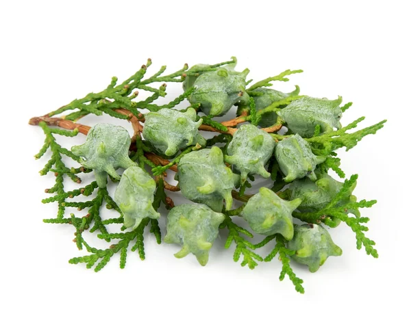 Ramo un thuja — Foto Stock