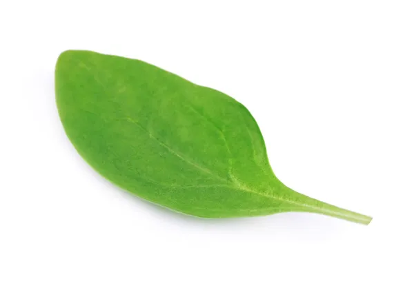 Свіже листя шпинату — стокове фото