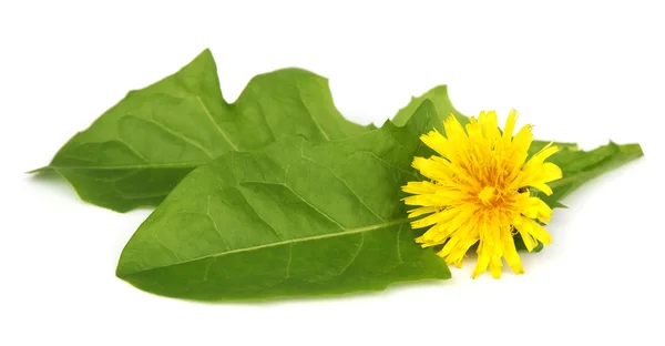 Juicy leafs of a dandelion — Stock Photo, Image