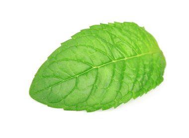 Taze nane yaprakları