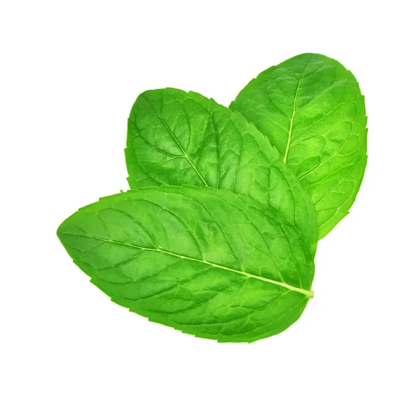 Fresh leaf mint — Stock Photo, Image