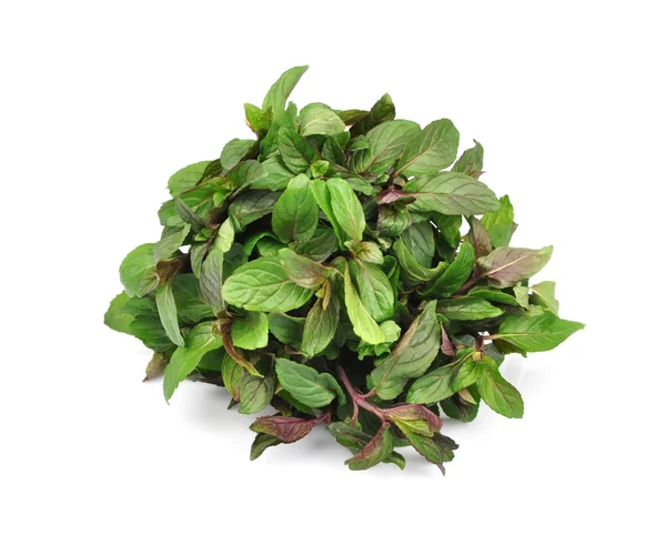 Bunch fresh mint — Stock Photo, Image