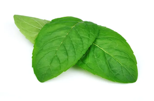 Menta de hoja fresca — Foto de Stock