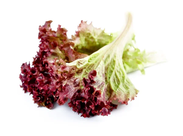 Süßer roter Salat — Stockfoto
