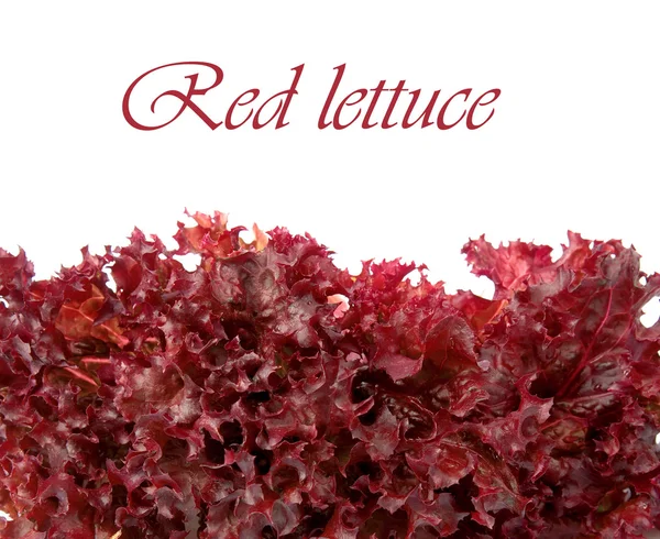 赤のレタス — ストック写真
