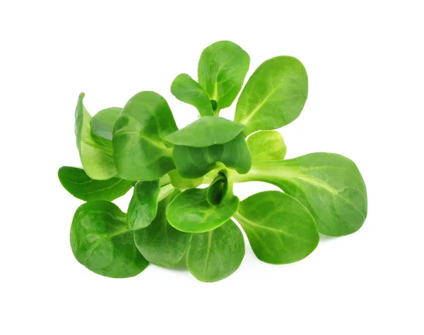 Valerianella lettuce — Stock Photo, Image