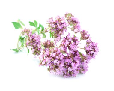 origanum çiçek
