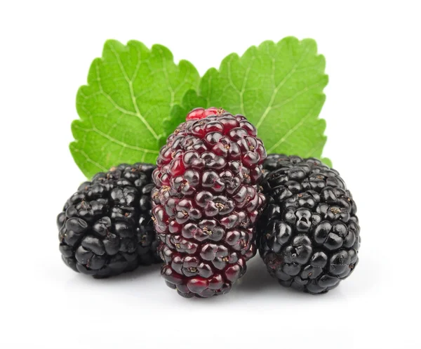 Mulberry with leaves — Stock Photo, Image