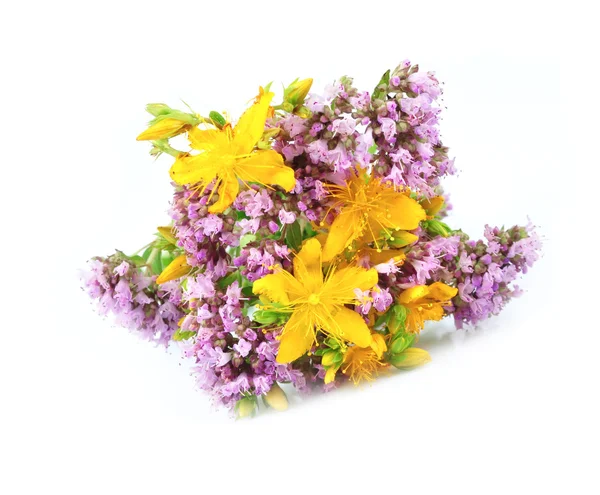 St. John's Wort and origanum flower — Stock Photo, Image