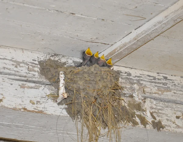 Les bébés oiseaux — Photo