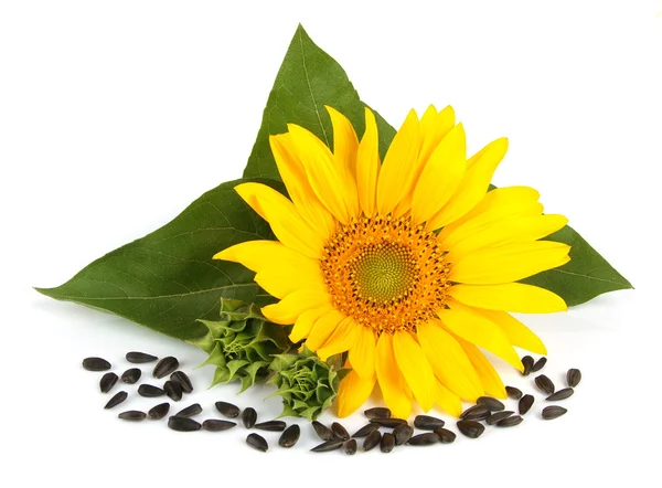 Blossoming sunflower — Stock Photo, Image