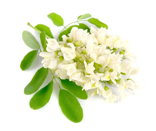 Acacia flowers — Stock Photo, Image