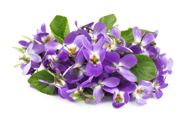 Flower violet — Stock Photo, Image